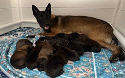 Belgian Malinois dogs for sale: Belgian Malinois Female - Image 3