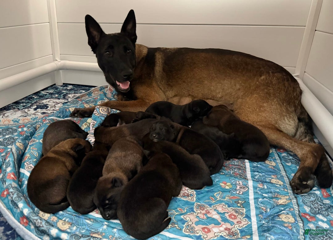 Belgian Malinois dogs for sale: Belgian Malinois Female - Image 3