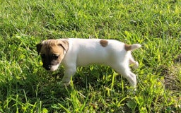 Jack Russell Terrier dogs for sale: Jack Russell Male Puck - Image 17