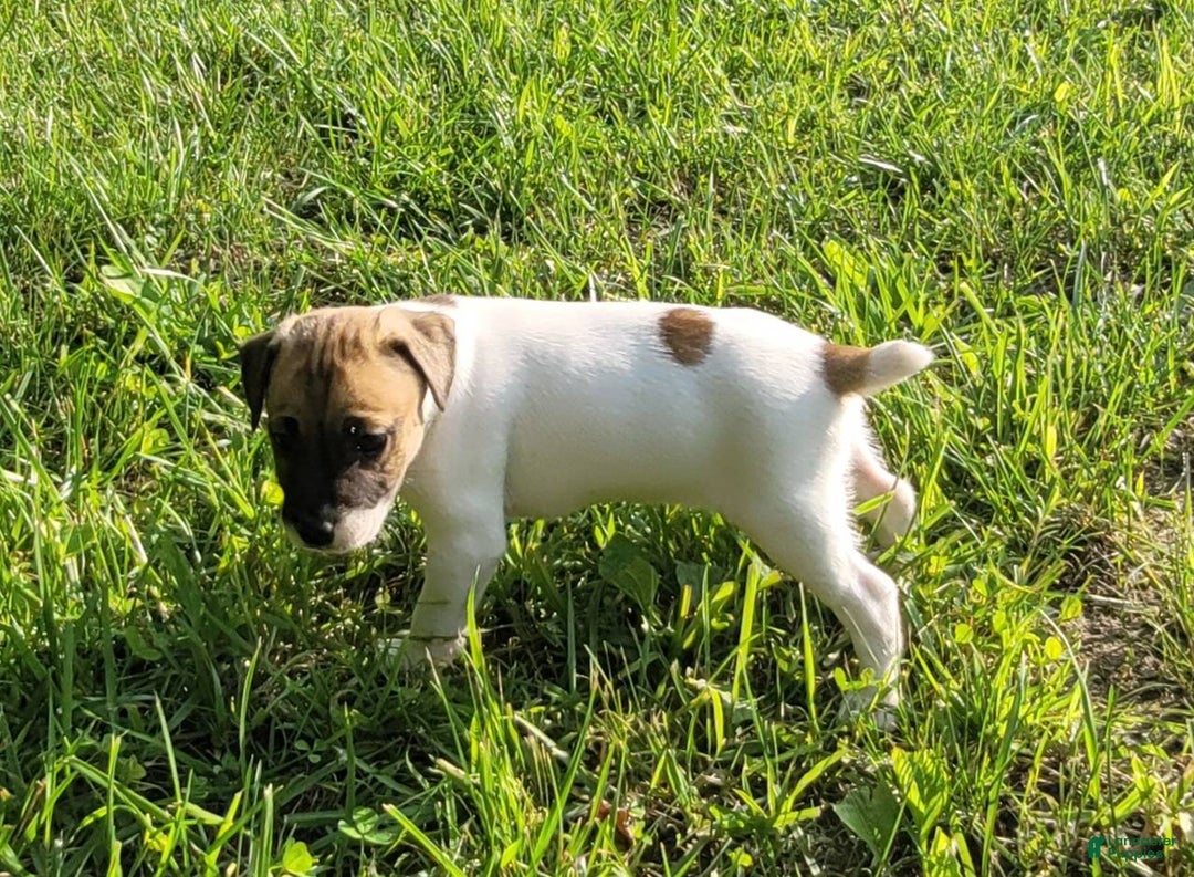 Jack Russell Terrier dogs for sale: Jack Russell Male Puck - Image 17
