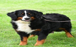 Mini Bernedoodle dogs for sale: Jerry - Image 14