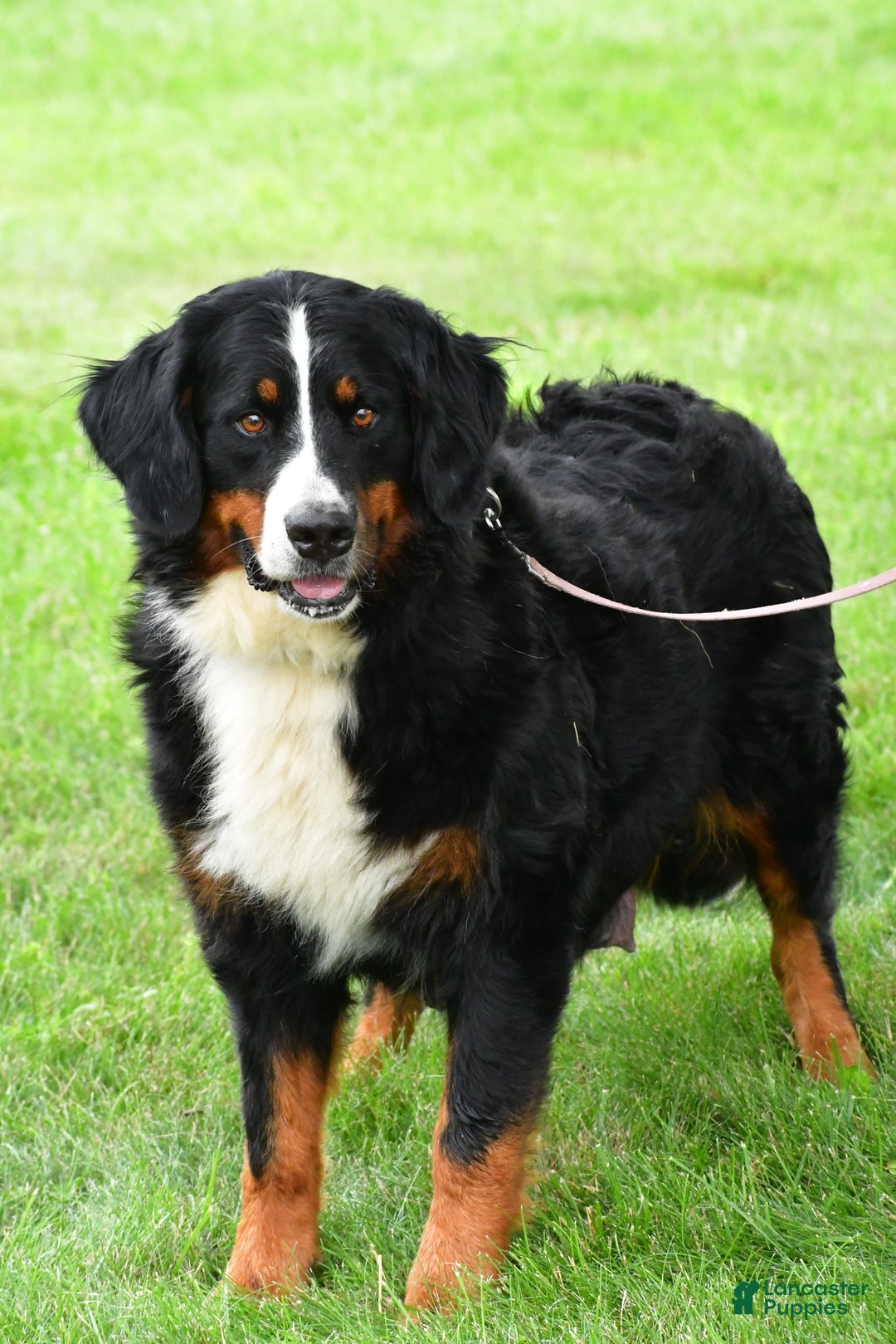 Mini Bernedoodle dogs for sale: Jerry - Image 14