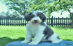 Bernedoodle dogs for sale: Truffle - Image 6