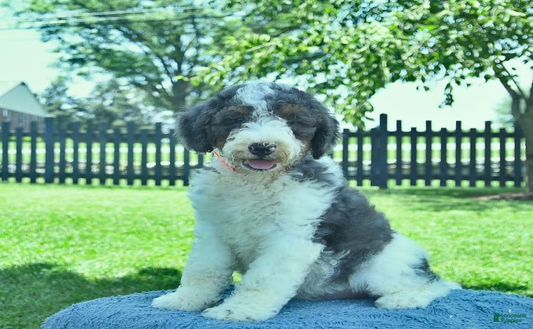 Bernedoodle dogs for sale - Ad 3