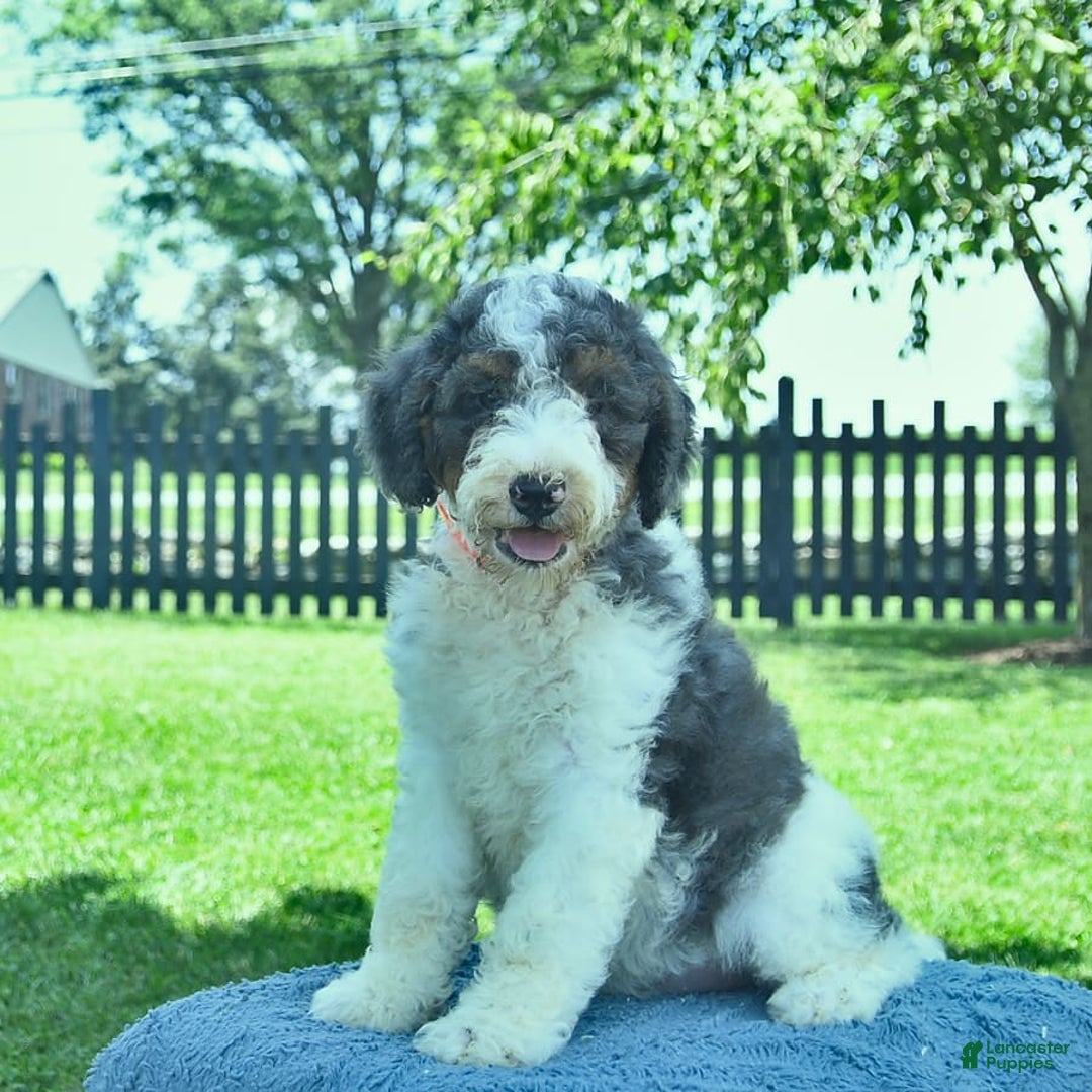 Bernedoodle dogs for sale: Truffle - Image 6