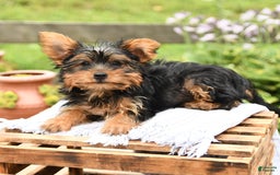 Yorkshire Terrier dogs for sale: Checkers - Image 8