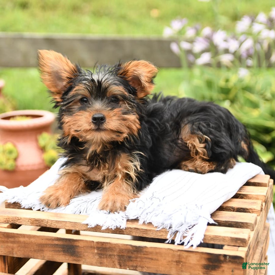Yorkshire Terrier dogs for sale: Checkers - Image 8