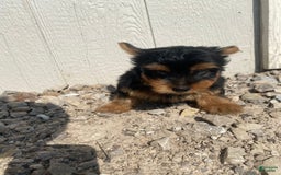 Yorkshire Terrier dogs for sale: Dewey - Image 7