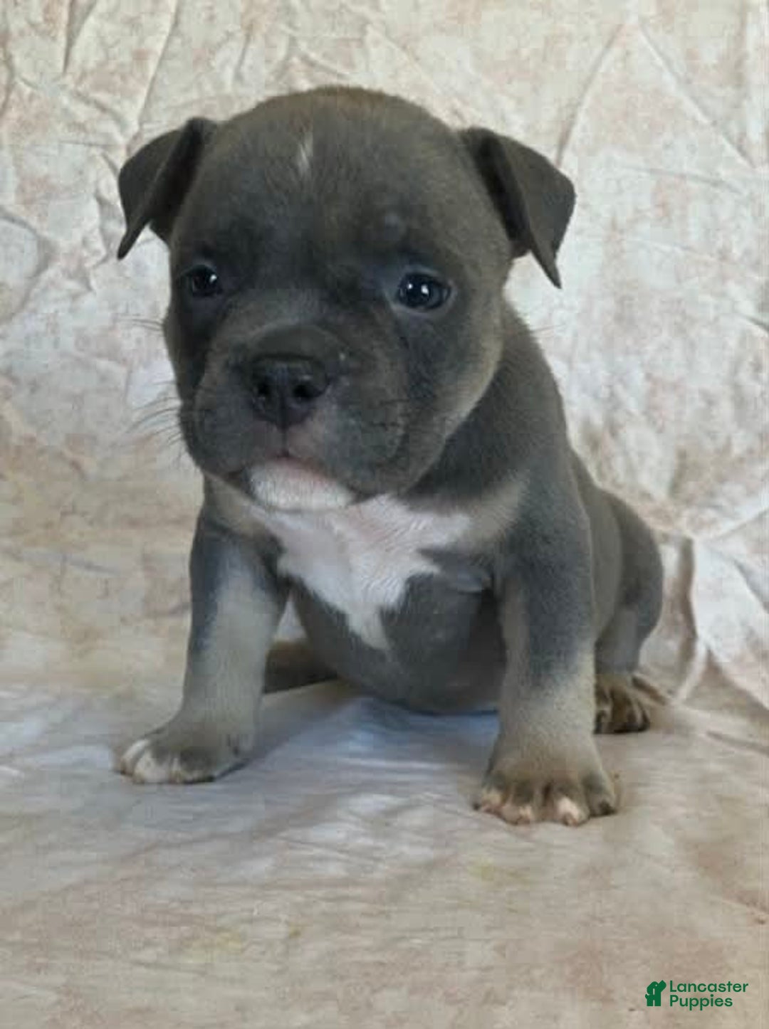 American Bully dogs for sale: Big Boy - Image 3