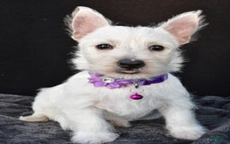 West Highland Terrier dogs for sale: Ollie - Image 2