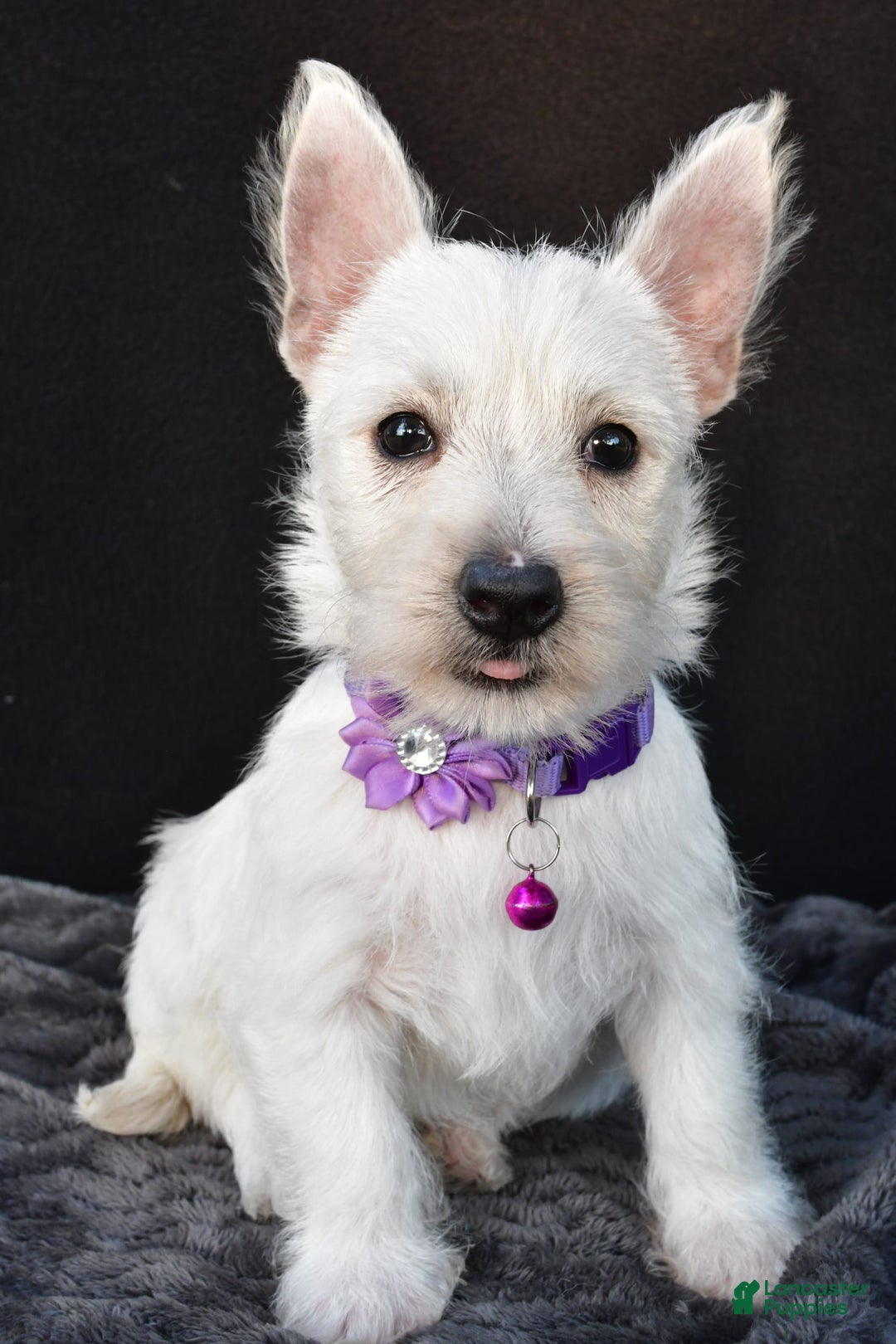 West Highland Terrier dogs for sale: Ollie - Image 2