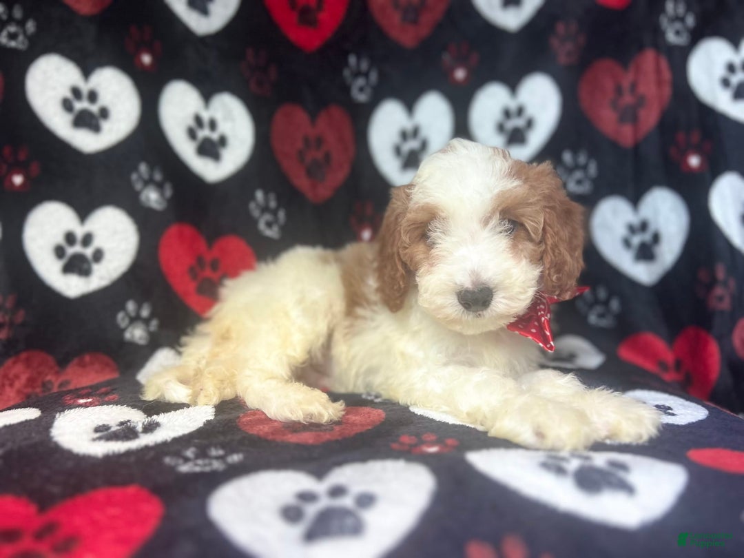 Cavapoo dogs for sale: Ace - Image 6