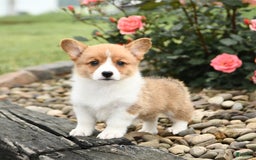 Welsh Corgi Pembroke dogs for sale: Clementine - Image 1