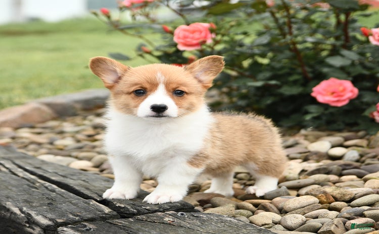 Welsh Corgi Pembroke dogs for sale - Ad 1