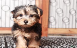Yorkshire Terrier dogs for sale: Tessa - Image 1