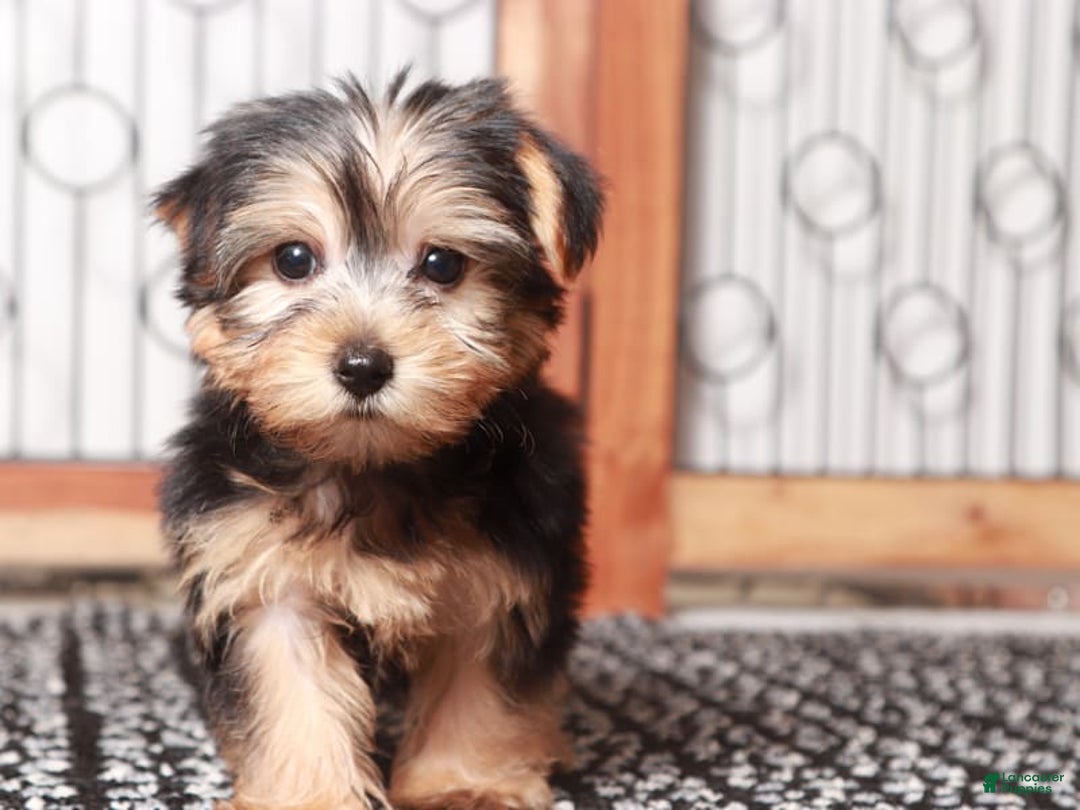Yorkshire Terrier dogs for sale: Tessa - Image 1