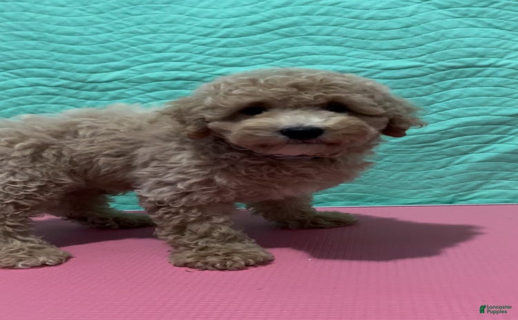 Bichpoo dogs for sale - Ad 1