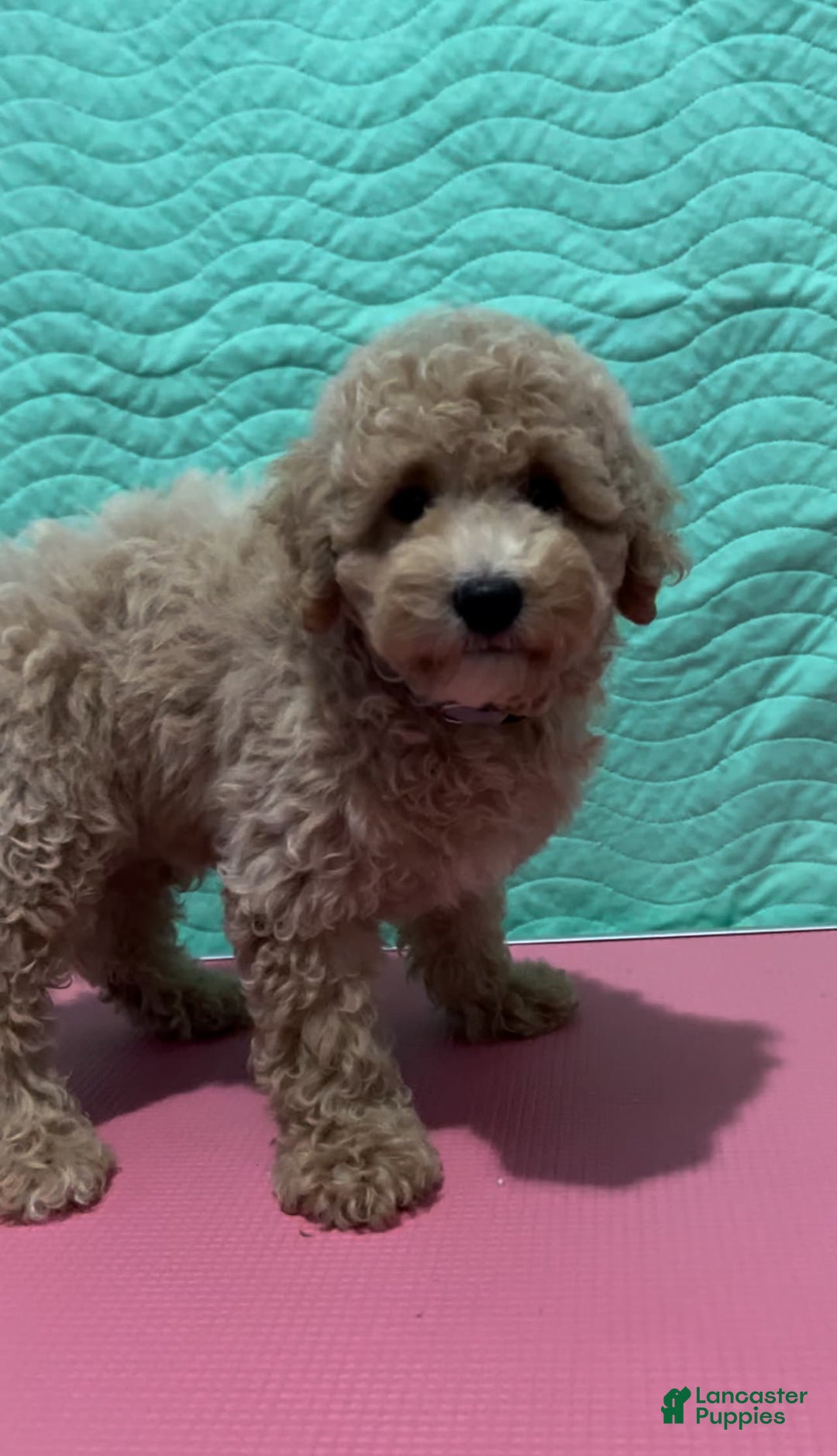 Bichpoo dogs for sale: Milo - Image 1