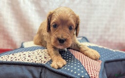 Cavapoo dogs for sale: Apollo - Image 10