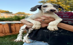 Great Dane dogs for sale: Sally Akc Harlequin - Image 13