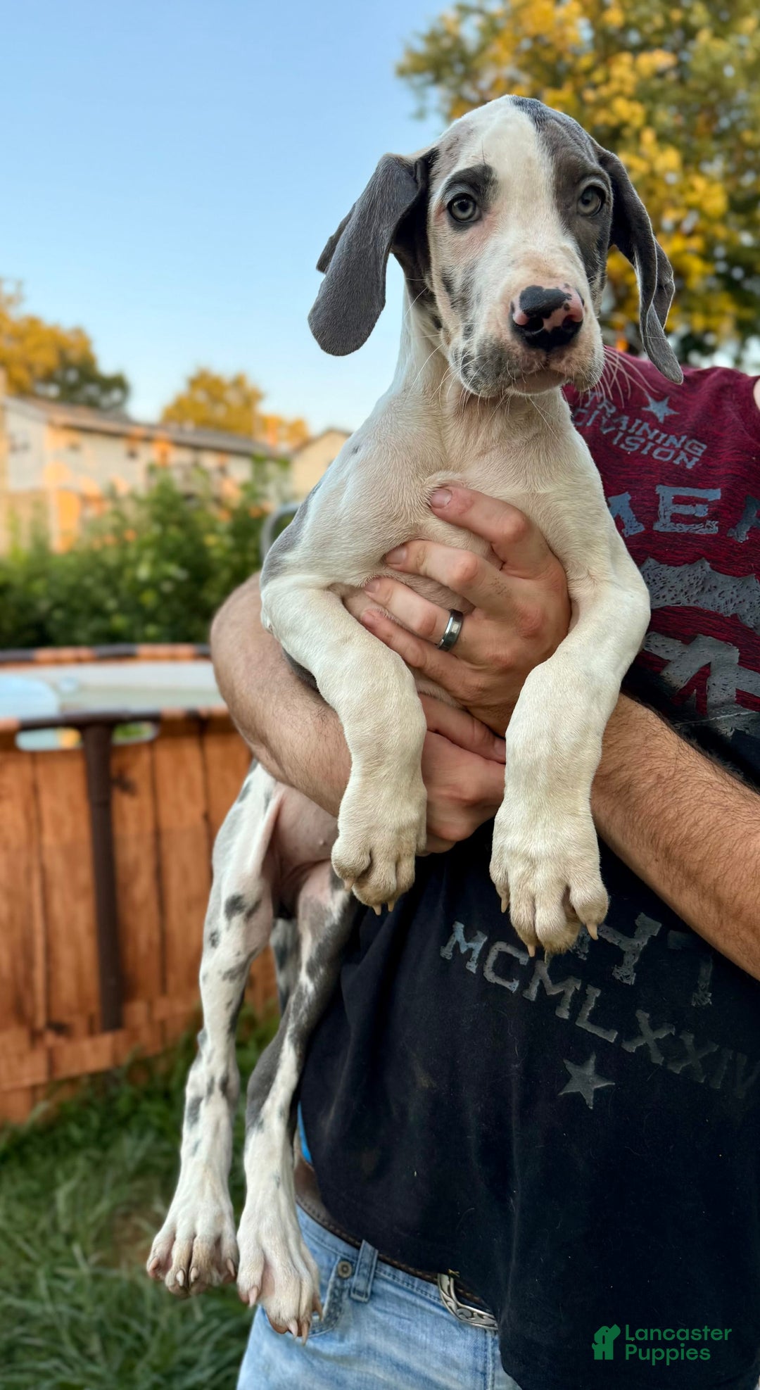 Great Dane dogs for sale: Sally Akc Harlequin - Image 13