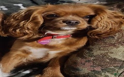 Cavalier King Charles Spaniel dogs for sale: Colton - Image 8