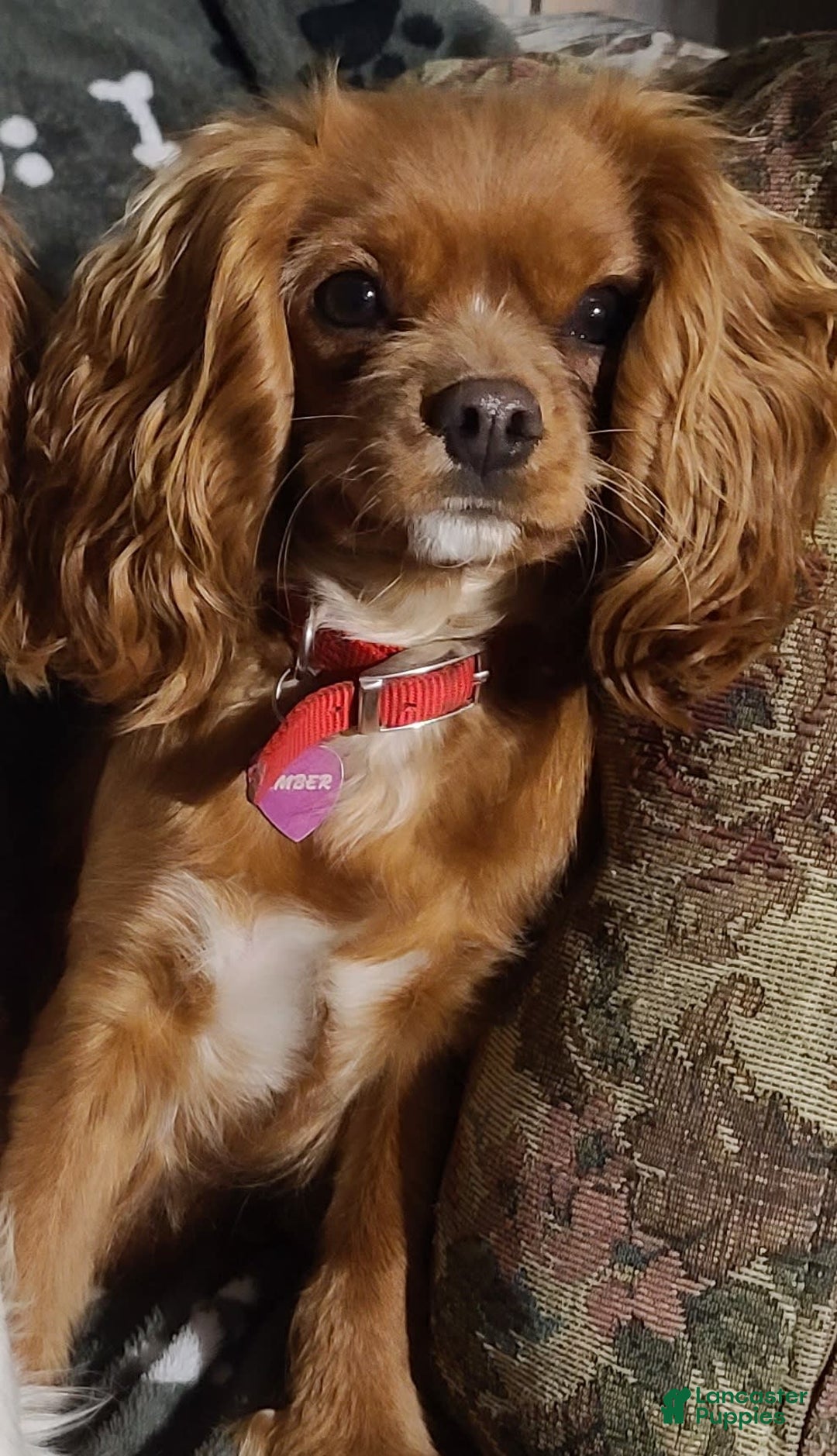 Cavalier King Charles Spaniel dogs for sale: Colton - Image 8