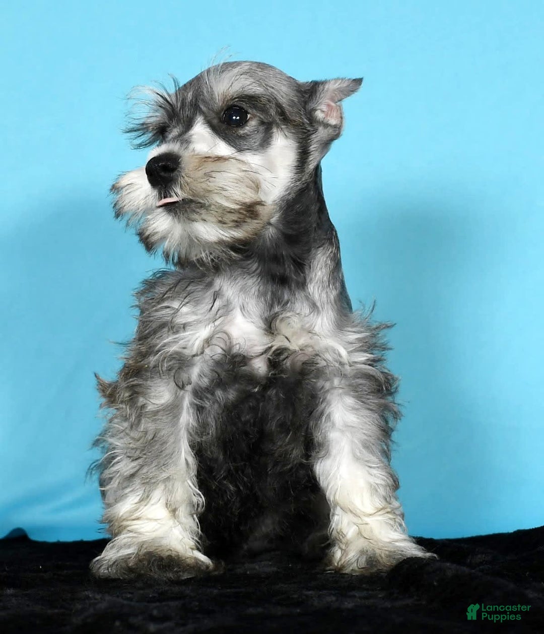 Miniature Schnauzer dogs for sale: Kona - Image 2