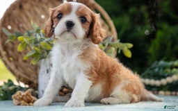 Cavalier King Charles Spaniel dogs for sale: Princess - Image 4