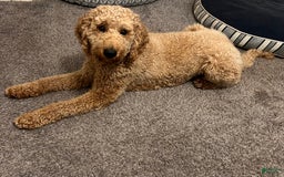 Labradoodle dogs for sale: Ace - Image 6