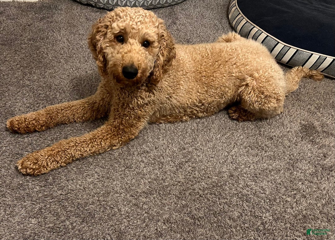 Labradoodle dogs for sale: Ace - Image 6