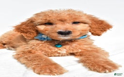 Mini Goldendoodle dogs for sale: Tessa - Image 3