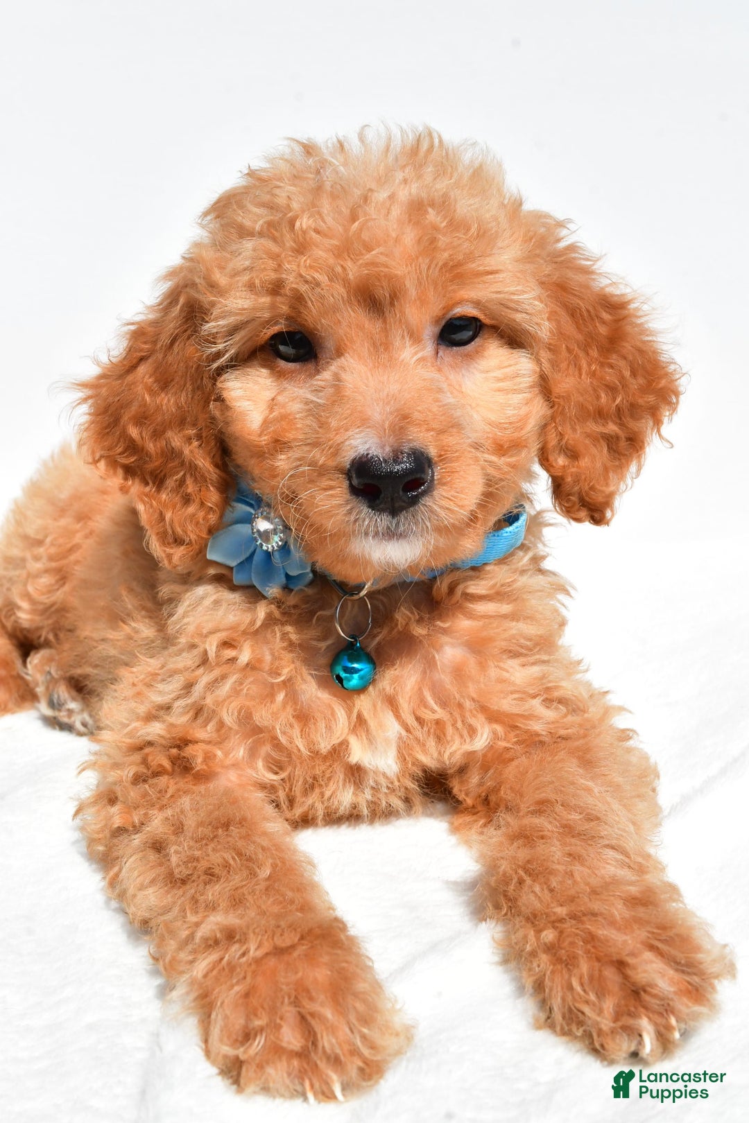 Mini Goldendoodle dogs for sale: Tessa - Image 3
