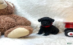 Morkie dogs for sale: Xander - Image 5