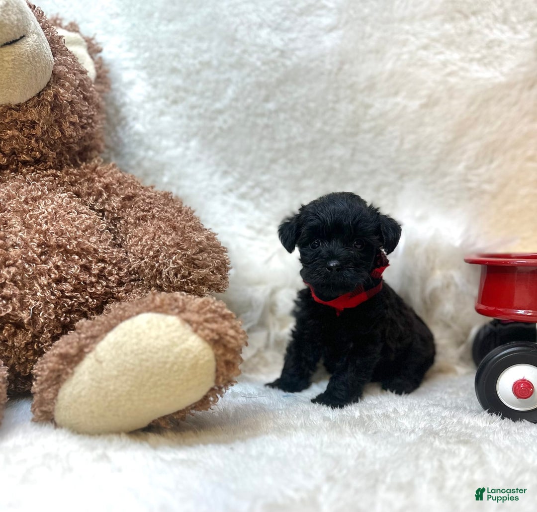 Morkie dogs for sale: Xander - Image 5