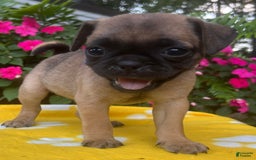 Puggle dogs for sale: Evi - Image 3