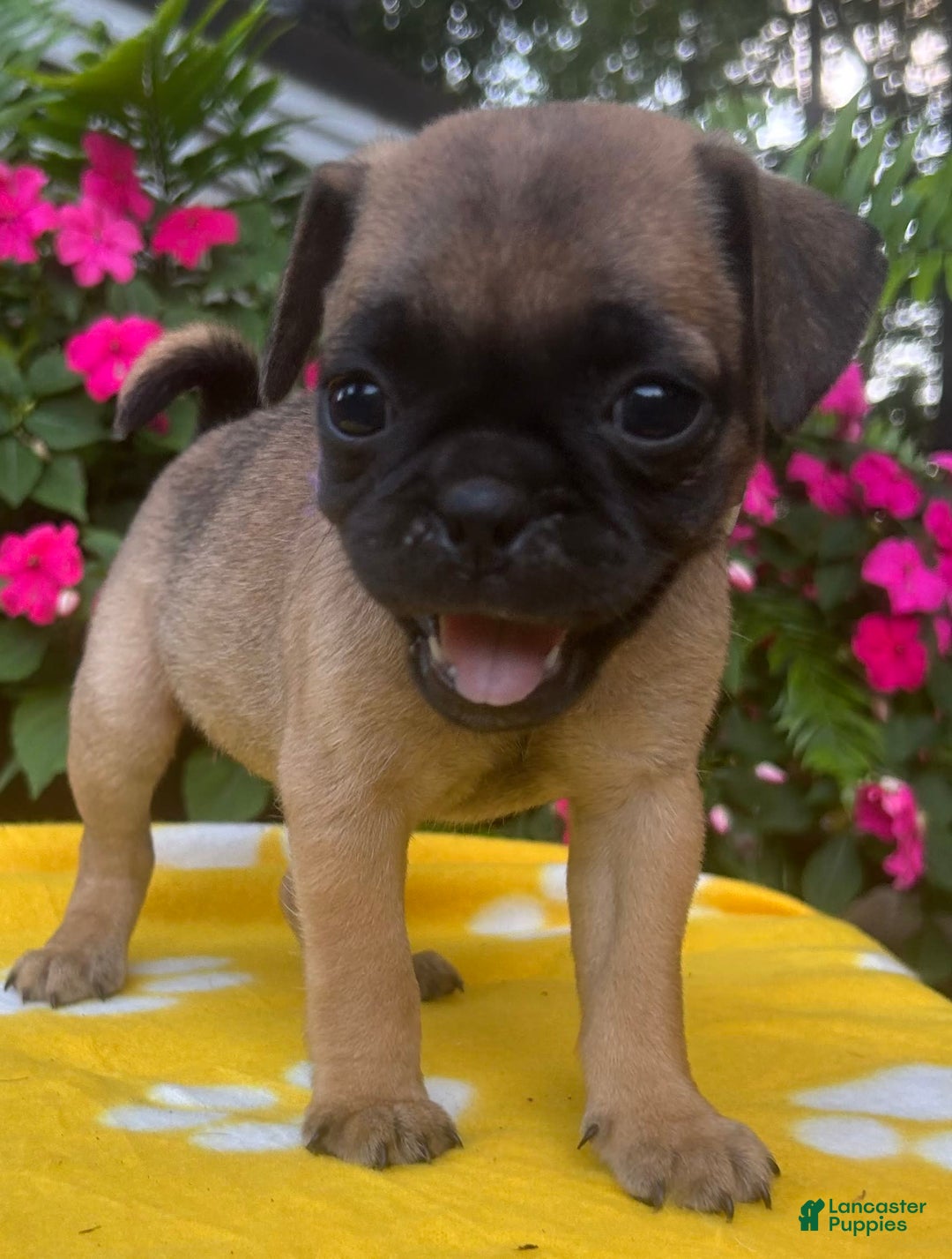 Puggle dogs for sale: Evi - Image 3