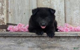 categoriesInfo:categoryAttributeOptions.pets.dogs.breed.belgianGroenendael dogs for sale: Ivy - Image 6