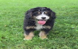 Mini Bernedoodle dogs for sale: Hazel - Image 13