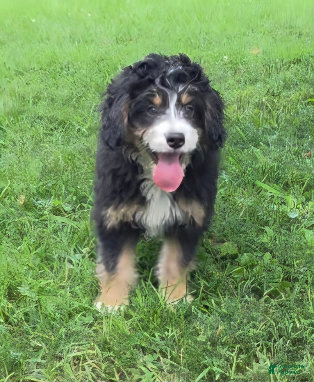 Mini Bernedoodle dogs for sale: Hazel - Image 13