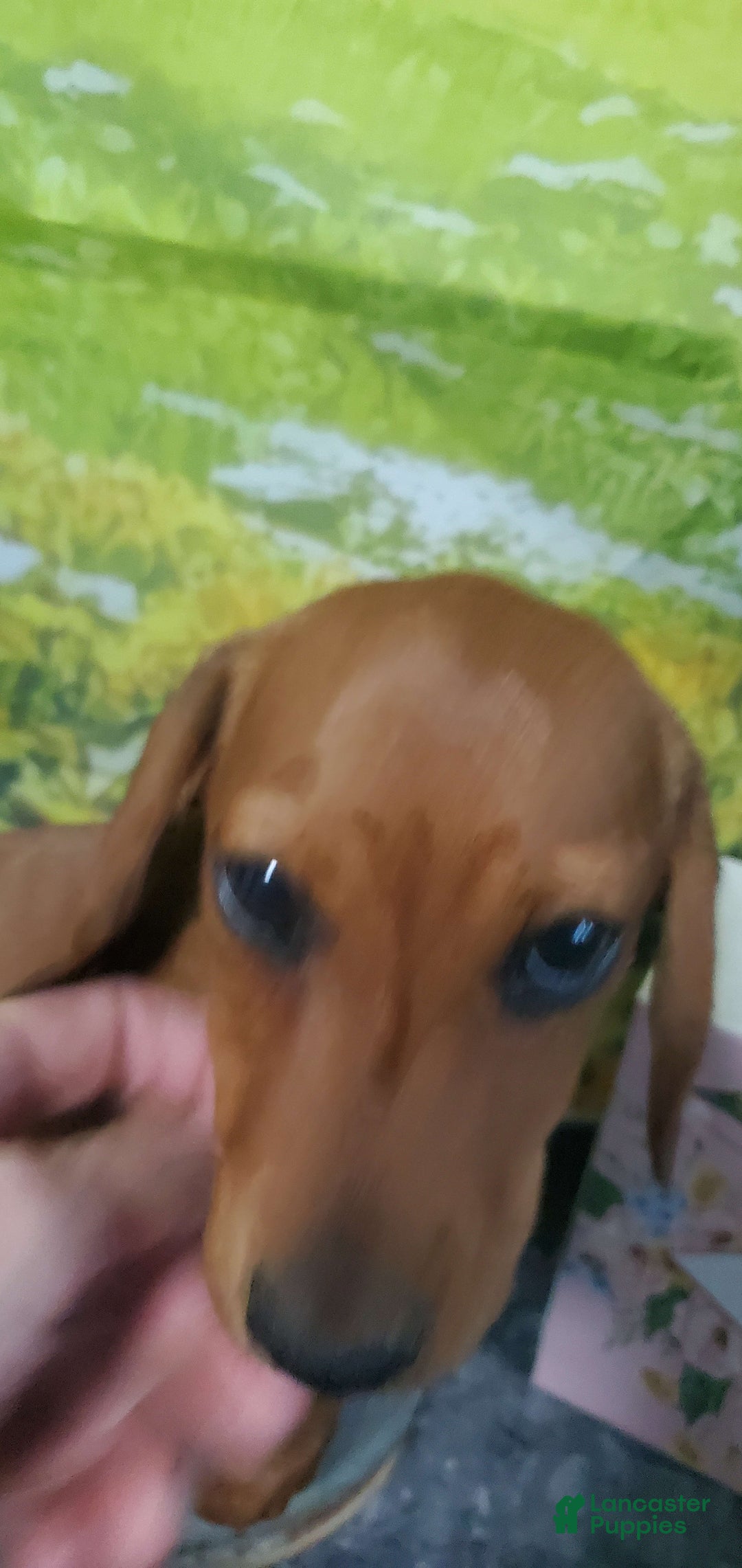 Dachshund dogs for sale: Jolly - Image 2