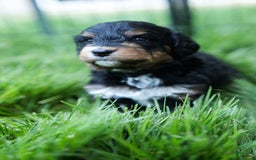 Bernedoodle dogs for sale: Nero - Image 1