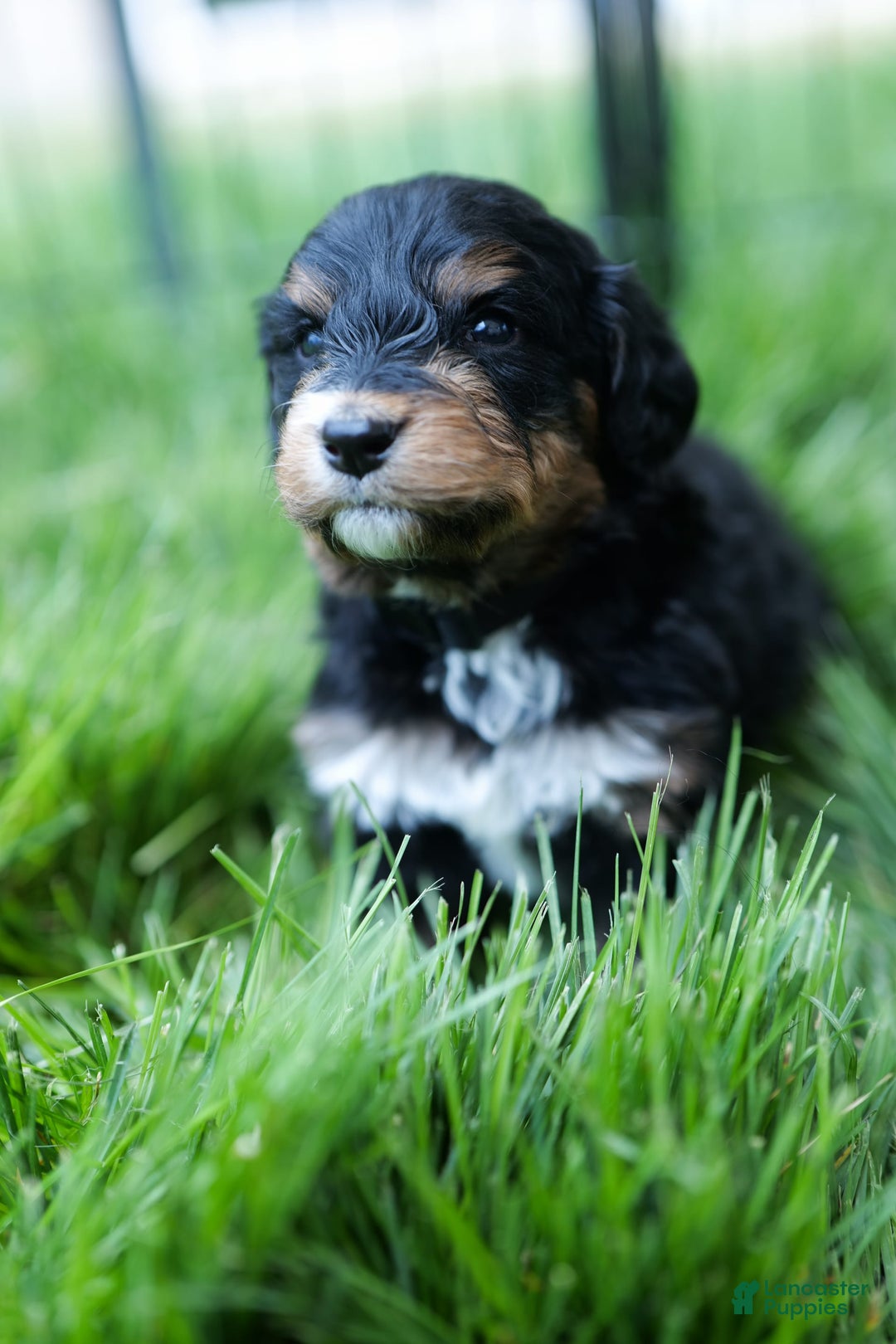 Bernedoodle dogs for sale: Nero - Image 1