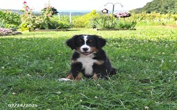 Bernese Mountain Dog dogs for sale: Vincent - Image 5