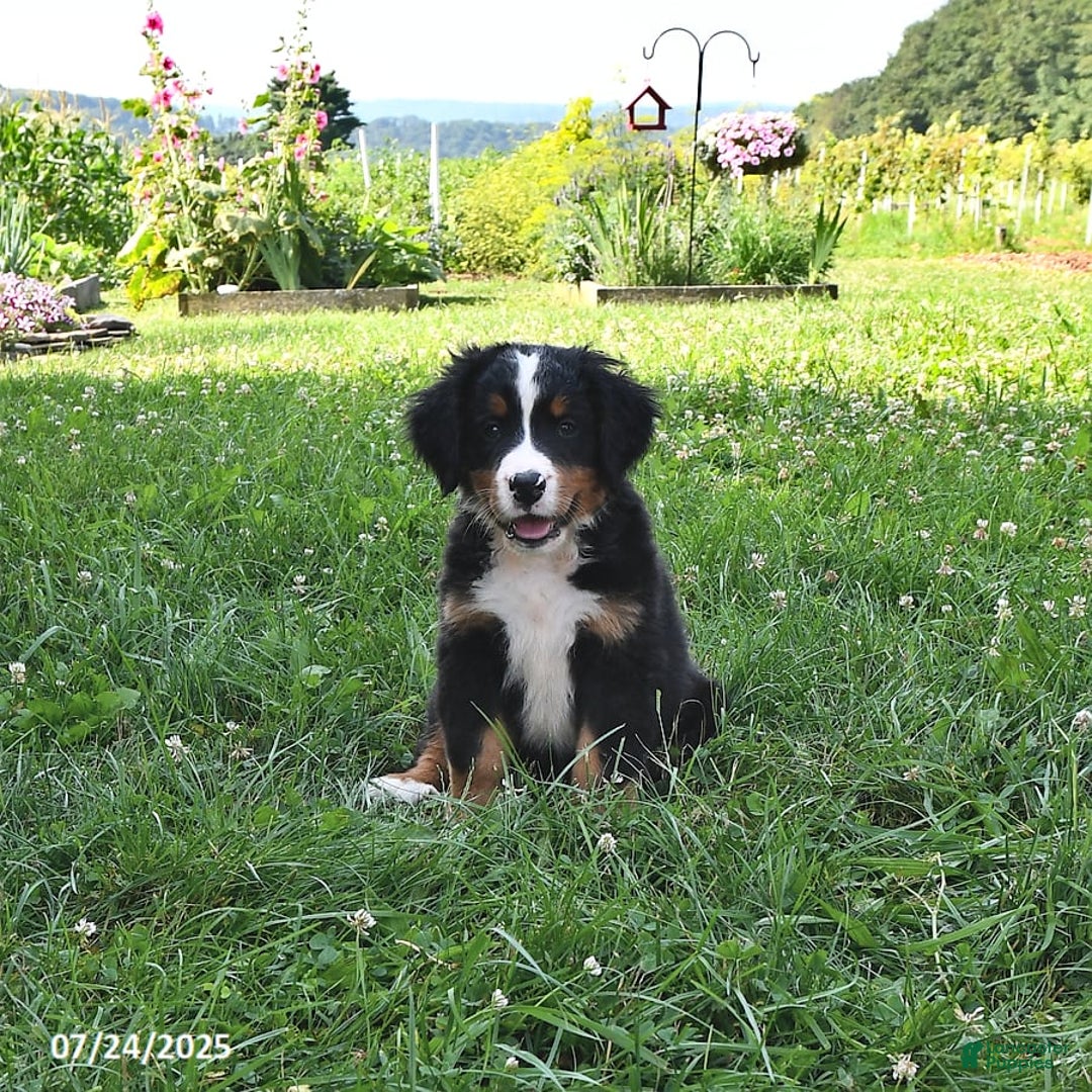 Bernese Mountain Dog dogs for sale: Vincent - Image 5