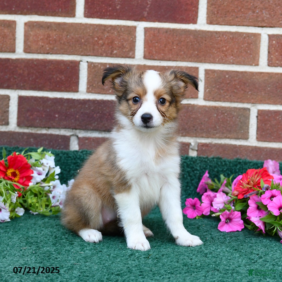 Shetland Sheepdog dogs for sale: Fern - Image 2