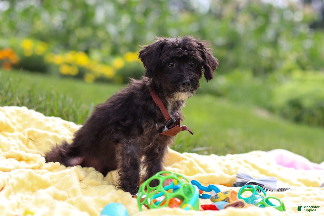 Yorkiepoo dogs for sale: Moses - Image 4