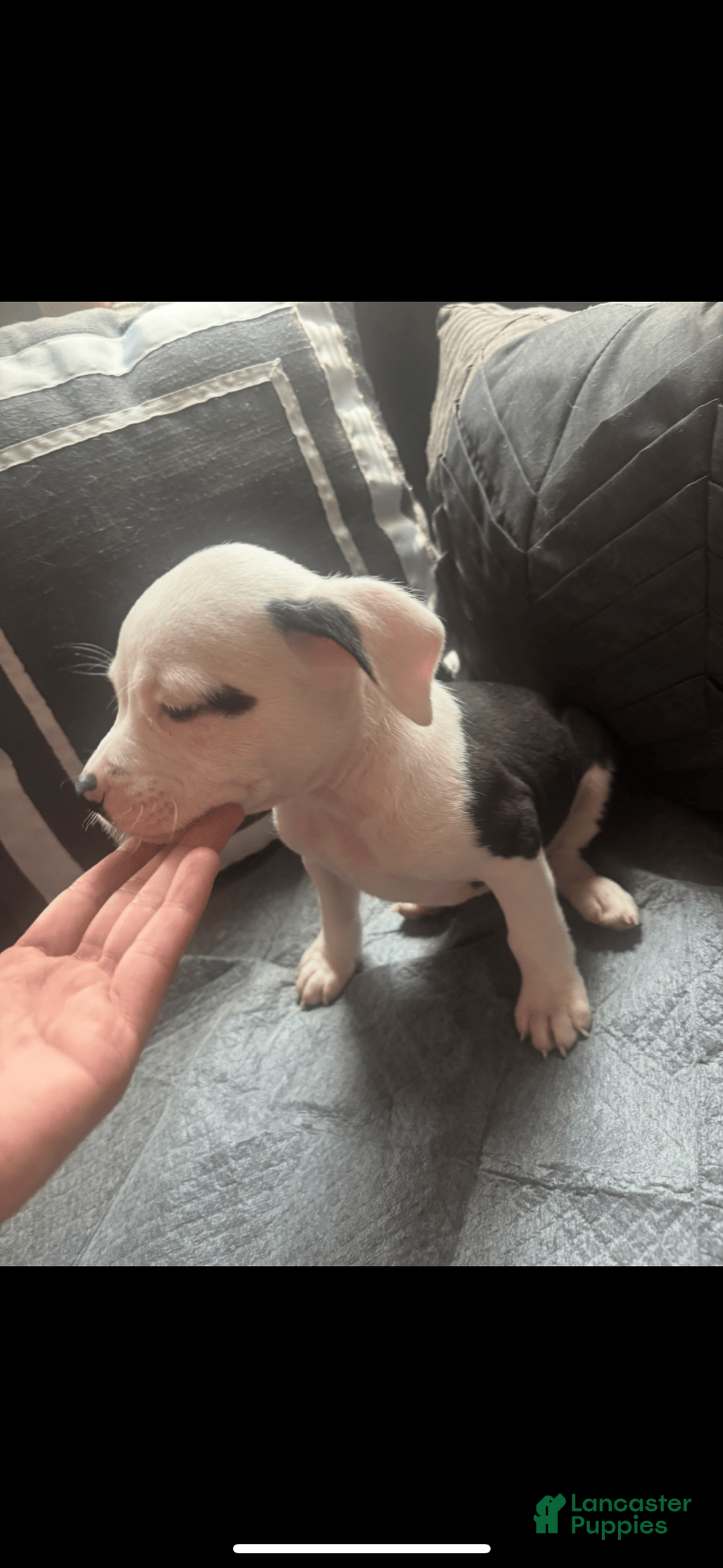 American Bully dogs for sale: Beauty - Image 4