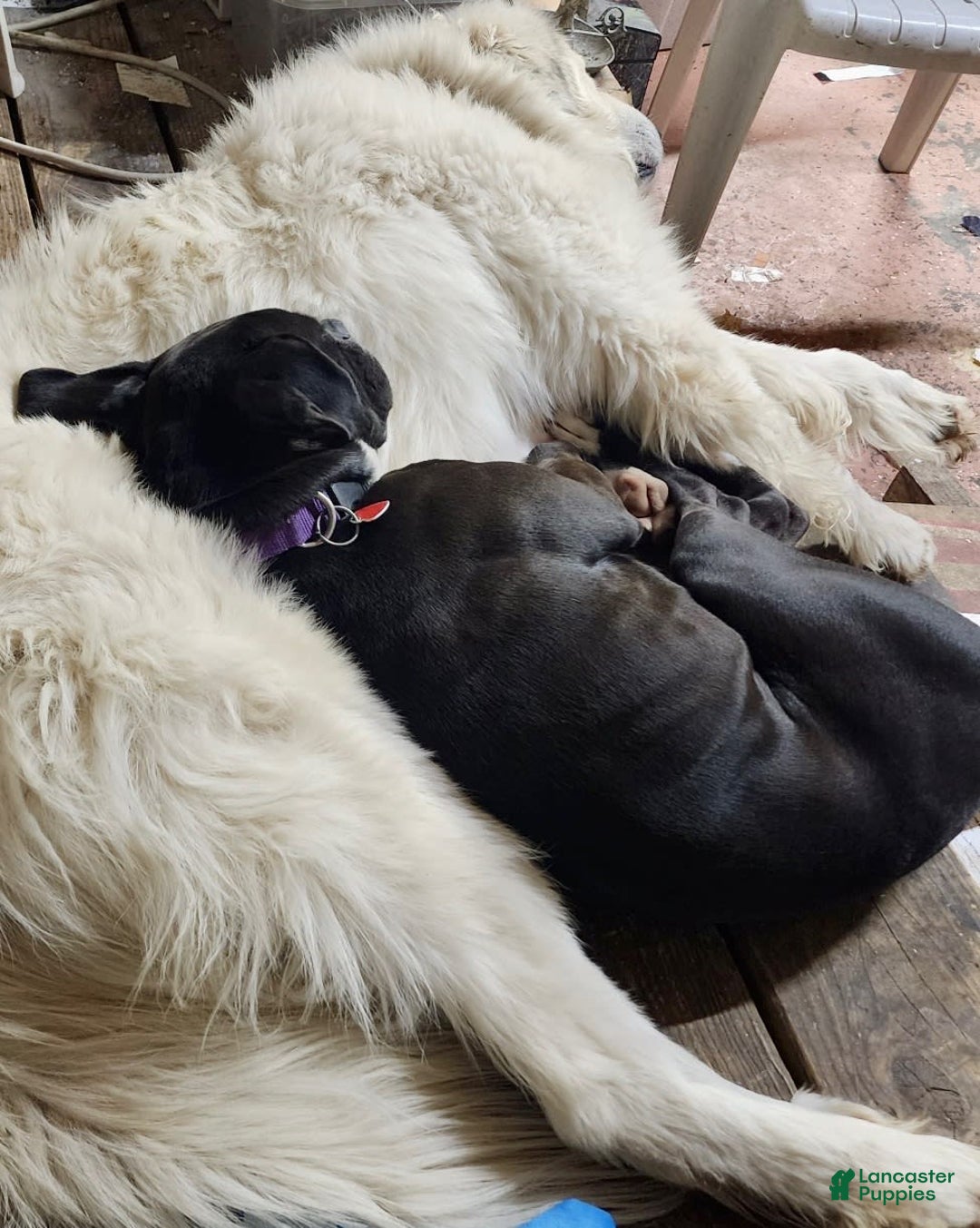Great Pyrenees dogs for sale: Whiskey - Image 1