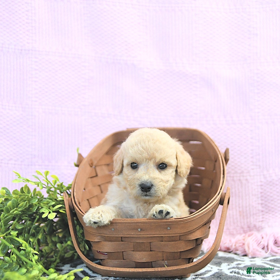 Mini Goldendoodle dogs for sale: Kinley - Image 12